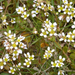 Danish Scurvy-grass