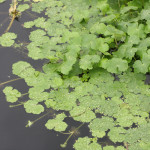 Floating Pennywort