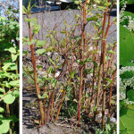 JP-knotweed-montage