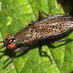 MH-Coremacera_marginata-Kelham_Bridge-20250806-MH