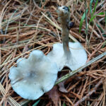 MM Aniseed Funnelx1500