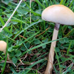 MM Dung Roundhead (2)x1500