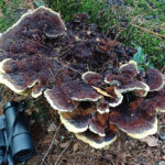 MM Dyer’s Mazegillx1500