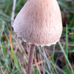 MM Petticoat Mottlegillx1500