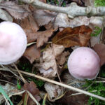 MM Rosy Bonnet x1500