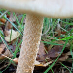 MM Tawny Grizette2x1500