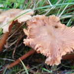 MM The Deceiverx1500