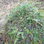LNC Ant Hill 1000