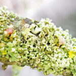 LNC Illosporiopsis christiansenii 1000